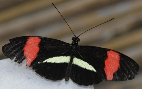 Heliconius melpomene rosina
